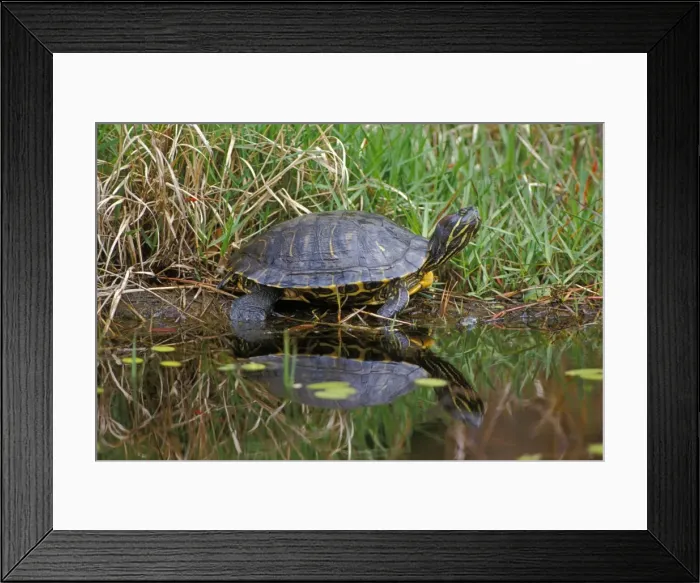 Framed Print : Picture No. 10870389 Framed Print : Picture No. 10870389
