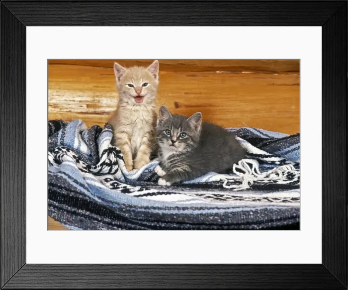 Framed Print : Picture No. 10870386