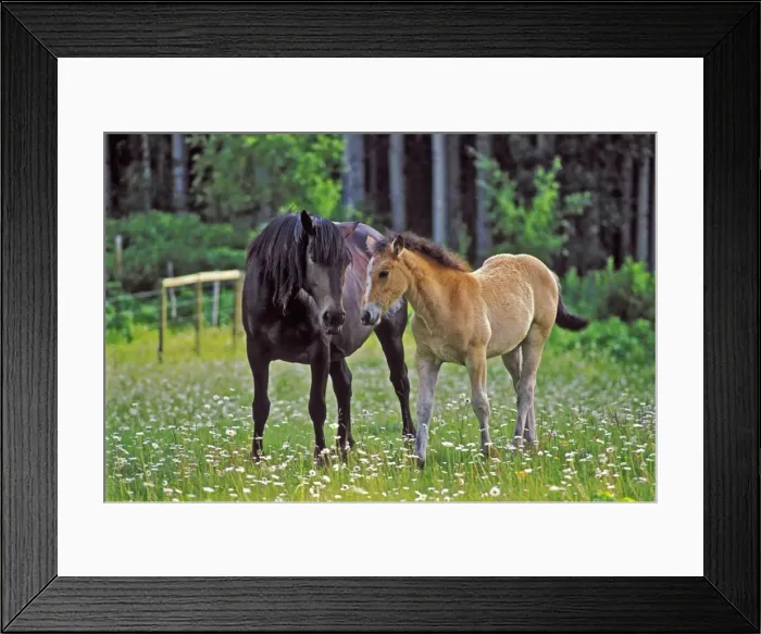 Framed Print : Picture No. 10870394