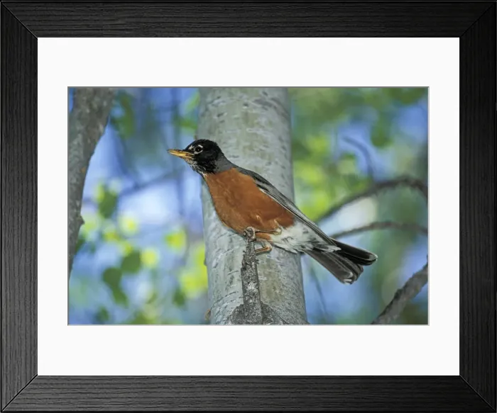 Framed Print : Picture No. 10870392 Framed Print : Picture No. 10870392