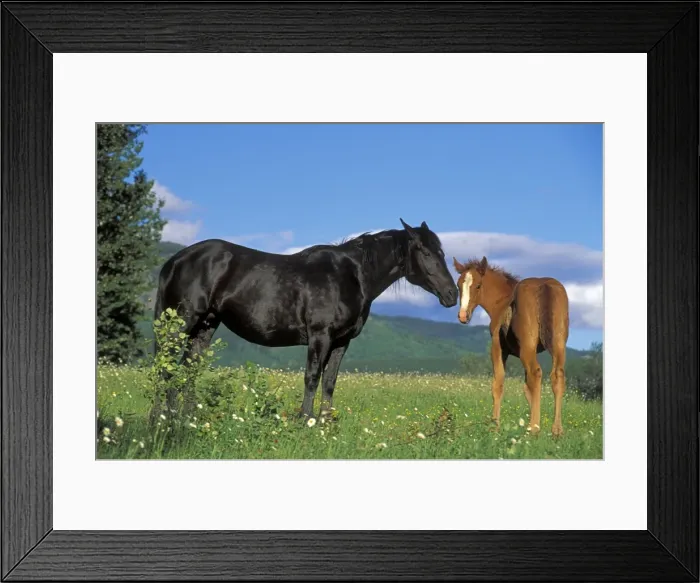 Framed Print : Picture No. 10870395 Framed Print : Picture No. 10870395
