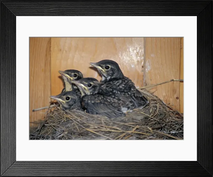 Framed Print : Picture No. 10870393 Framed Print : Picture No. 10870393