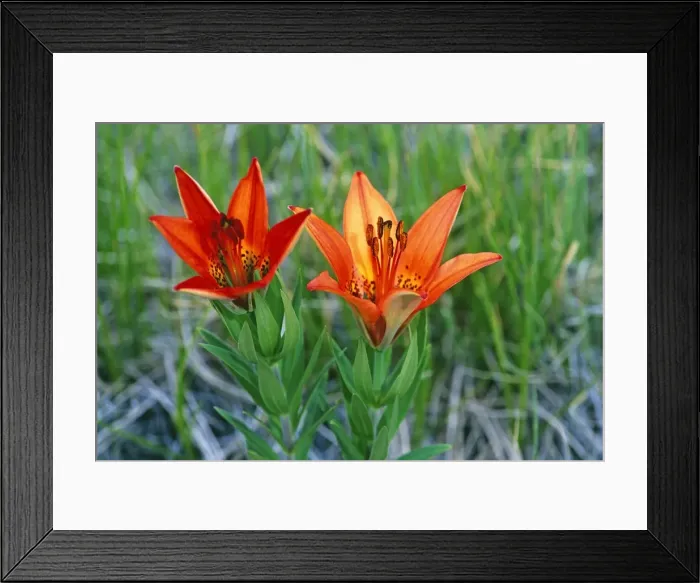 Framed Print : Picture No. 10870400 Framed Print : Picture No. 10870400