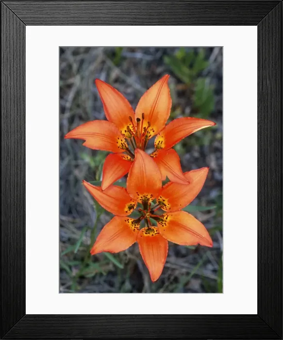 Framed Print : Picture No. 10870399