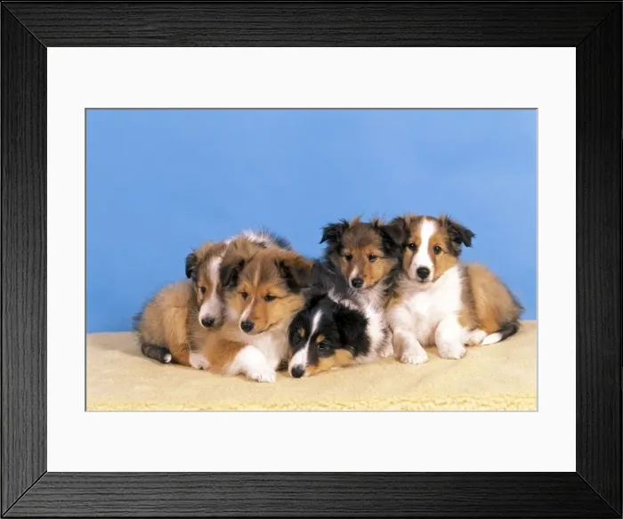 Framed Print : Picture No. 10870396