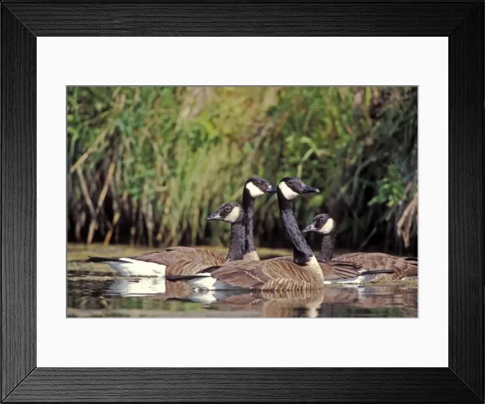 Framed Print : Picture No. 10870397 Framed Print : Picture No. 10870397
