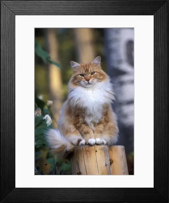 Framed Print : Picture No. 10870403 Framed Print : Picture No. 10870403