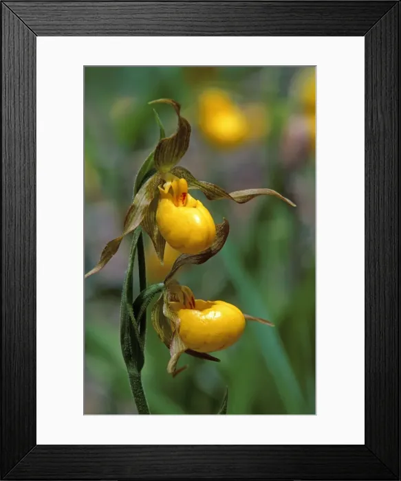 Framed Print : Picture No. 10870401 Framed Print : Picture No. 10870401