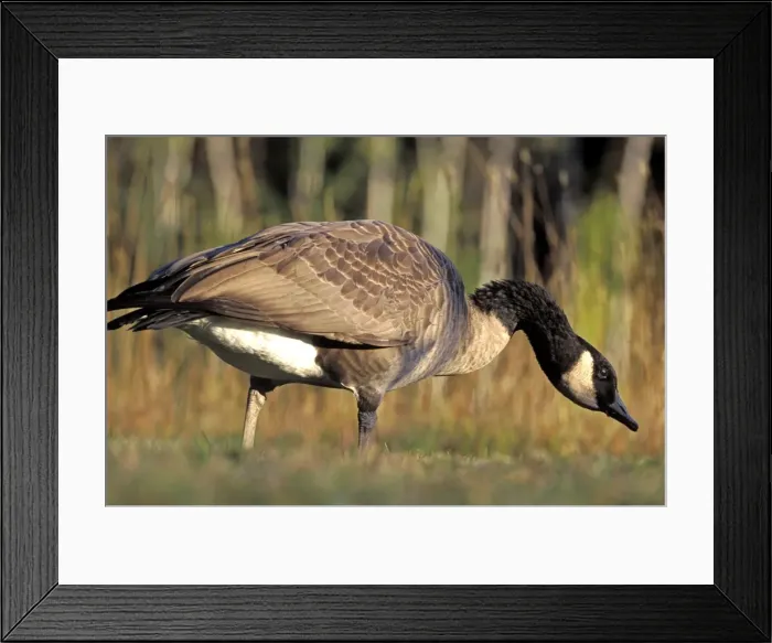 Framed Print : Picture No. 10870404 Framed Print : Picture No. 10870404