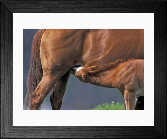 Framed Print : Picture No. 10870409 Framed Print : Picture No. 10870409