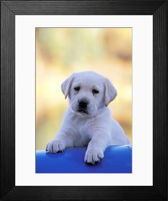 Framed Print : Picture No. 10870405 Framed Print : Picture No. 10870405