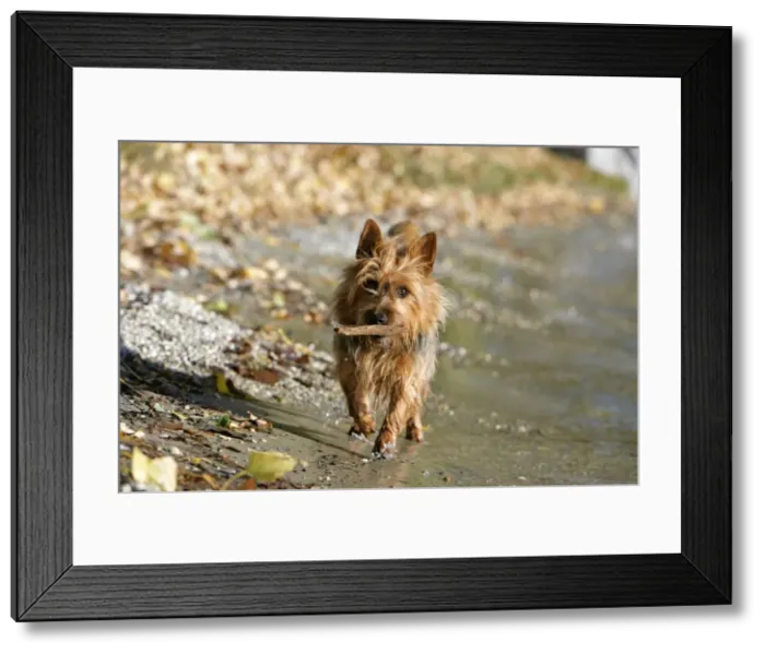 Framed Print : Picture No. 10870410 Framed Print : Picture No. 10870410