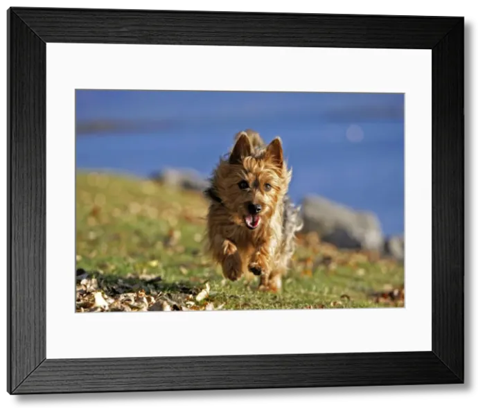 Framed Print : Picture No. 10870412 Framed Print : Picture No. 10870412