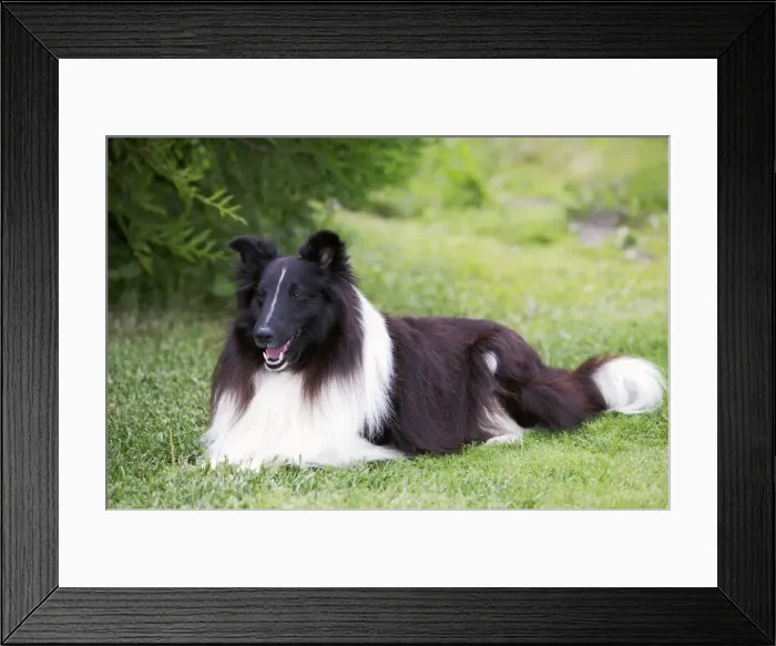 Framed Print : Picture No. 10870413 Framed Print : Picture No. 10870413