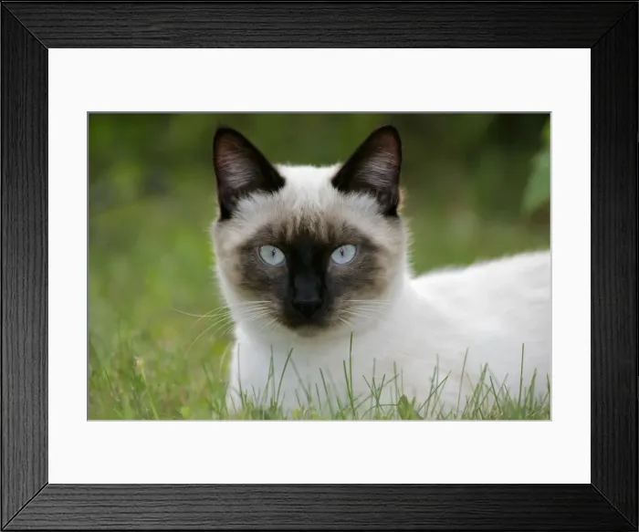 Framed Print : Picture No. 10870414 Framed Print : Picture No. 10870414