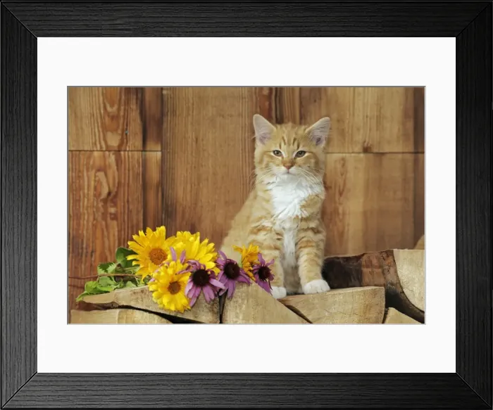 Framed Print : Picture No. 10870415 Framed Print : Picture No. 10870415
