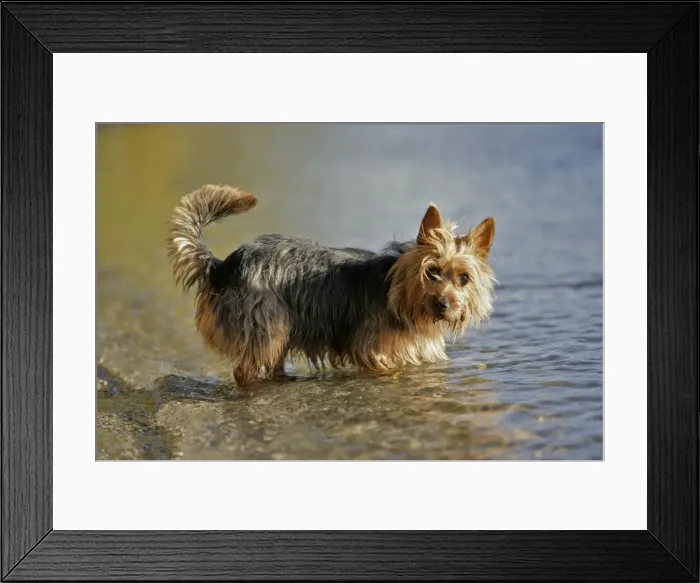 Framed Print : Picture No. 10870411 Framed Print : Picture No. 10870411