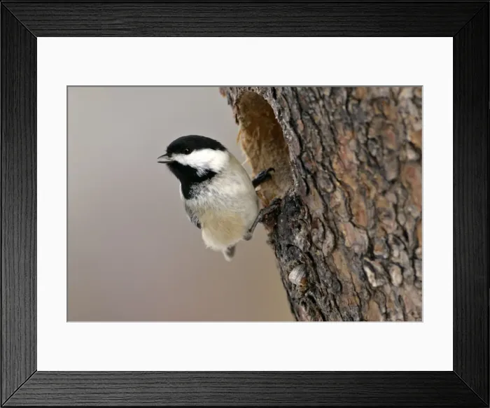 Framed Print : Picture No. 10870417 Framed Print : Picture No. 10870417