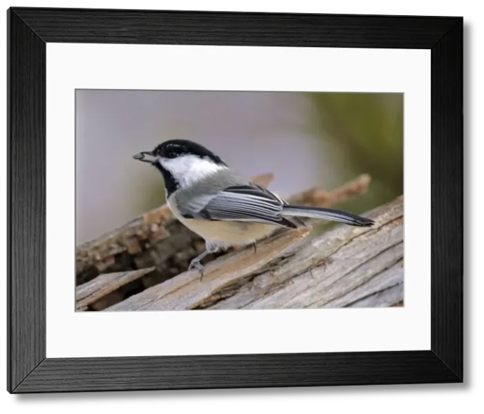 Framed Print : Picture No. 10870416 Framed Print : Picture No. 10870416