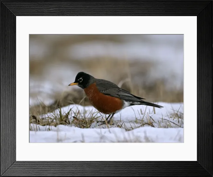 Framed Print : Picture No. 10870420 Framed Print : Picture No. 10870420