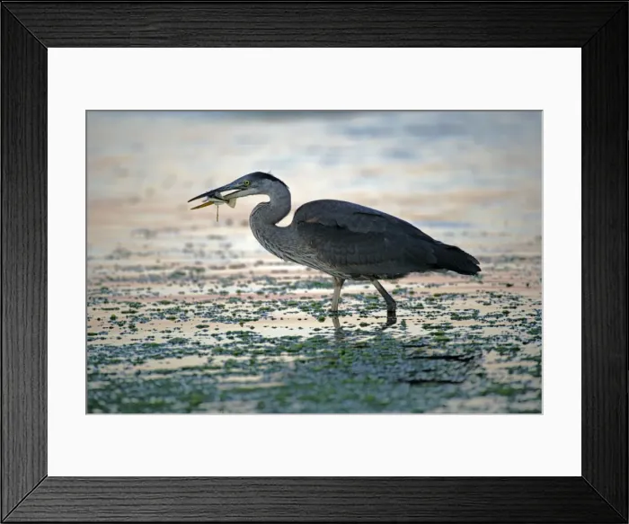 Framed Print : Picture No. 10870421 Framed Print : Picture No. 10870421