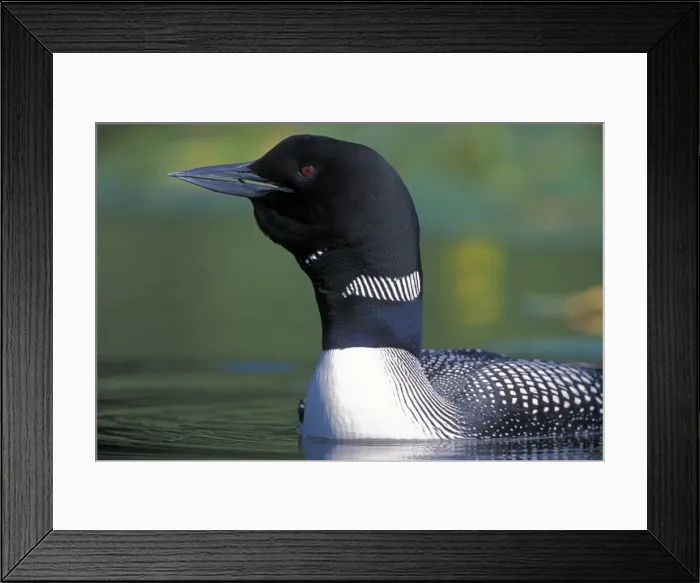 Framed Print : Picture No. 10870408 Framed Print : Picture No. 10870408
