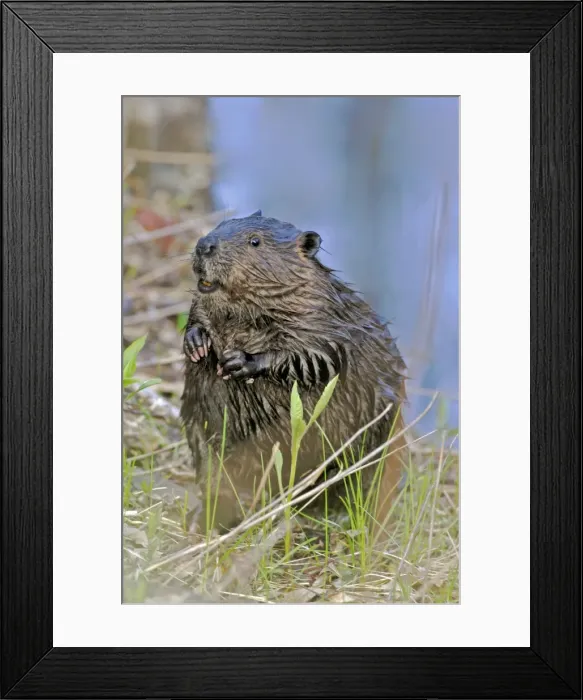 Framed Print : Picture No. 10870426 Framed Print : Picture No. 10870426