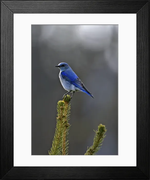 Framed Print : Picture No. 10870424 Framed Print : Picture No. 10870424