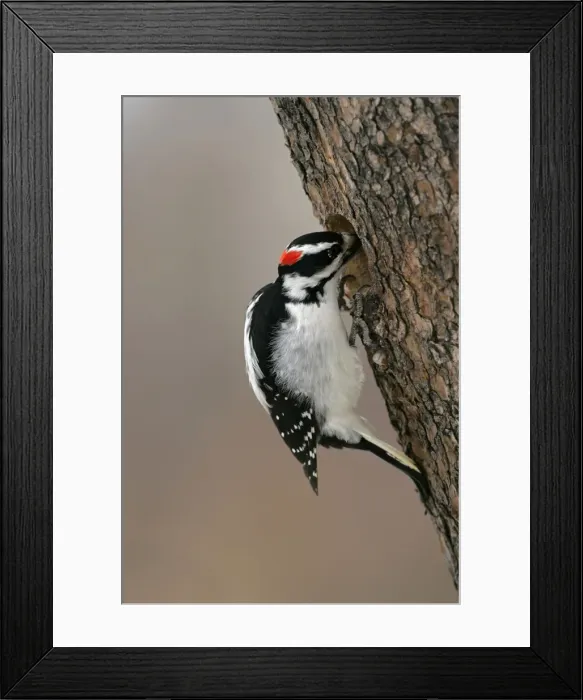 Framed Print : Picture No. 10870418 Framed Print : Picture No. 10870418