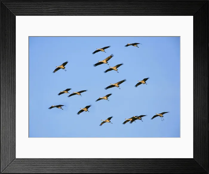 Framed Print : Picture No. 10870425 Framed Print : Picture No. 10870425