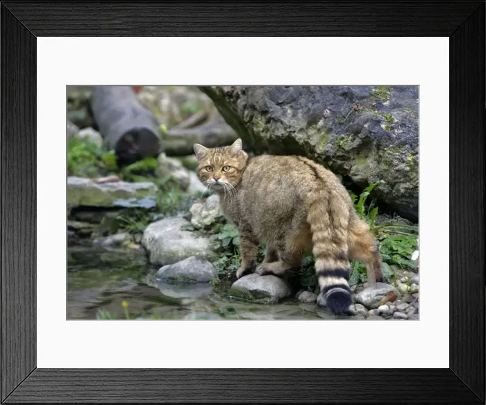 Framed Print : Picture No. 10870430 Framed Print : Picture No. 10870430