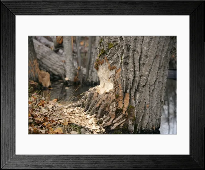 Framed Print : Picture No. 10870419 Framed Print : Picture No. 10870419