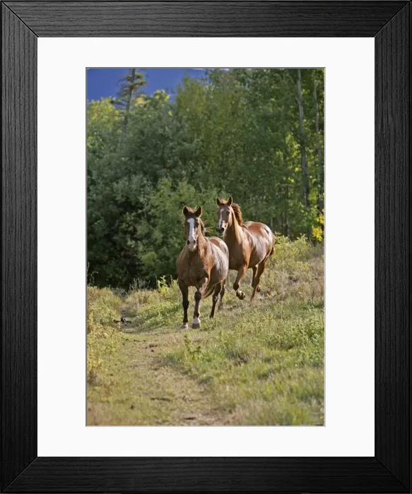 Framed Print : Picture No. 10870432 Framed Print : Picture No. 10870432