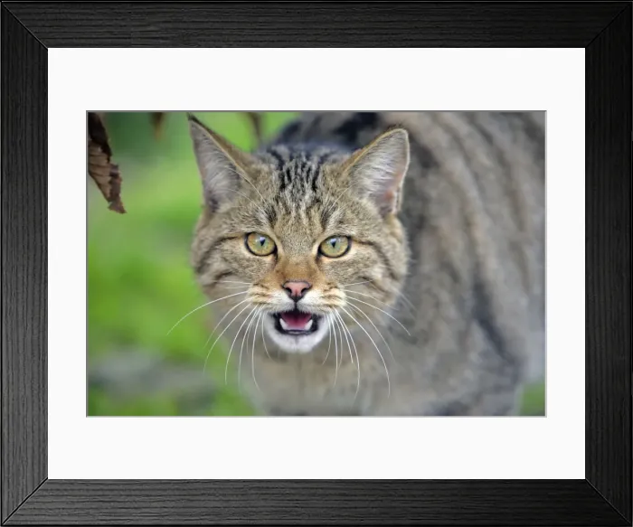 Framed Print : Picture No. 10870429 Framed Print : Picture No. 10870429