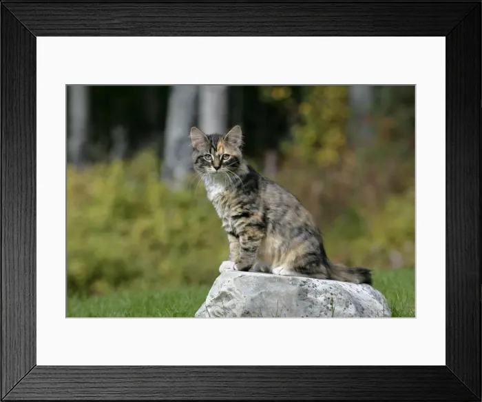 Framed Print : Picture No. 10870433 Framed Print : Picture No. 10870433