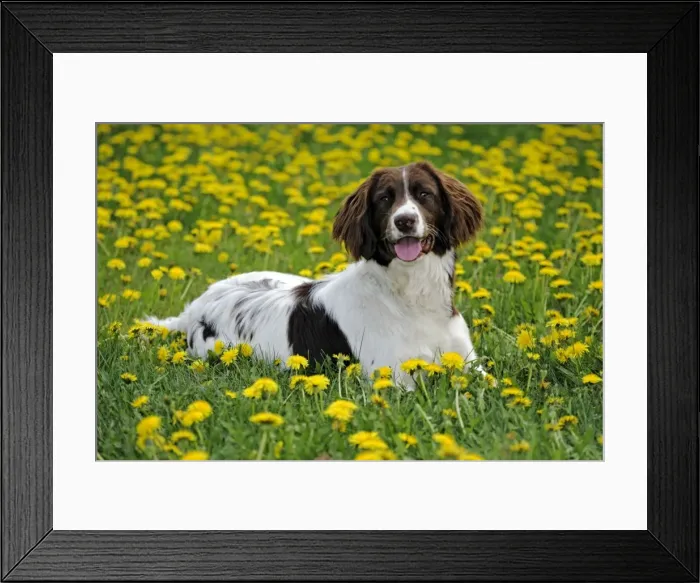 Framed Print : Picture No. 10870428 Framed Print : Picture No. 10870428