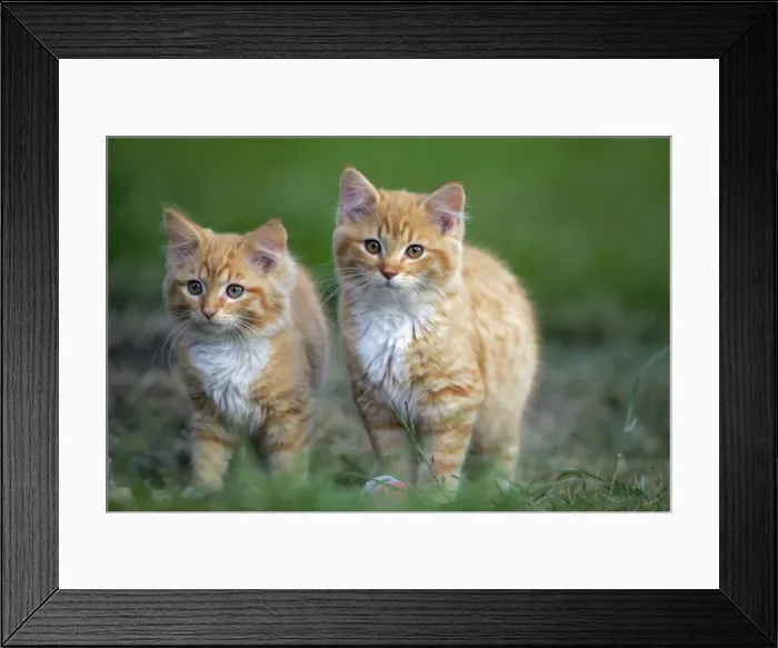 Framed Print : Picture No. 10870435 Framed Print : Picture No. 10870435