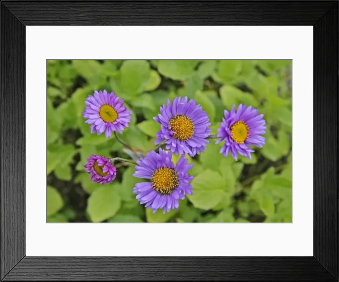 Framed Print : Picture No. 10870436