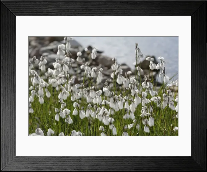 Framed Print : Picture No. 10870438 Framed Print : Picture No. 10870438