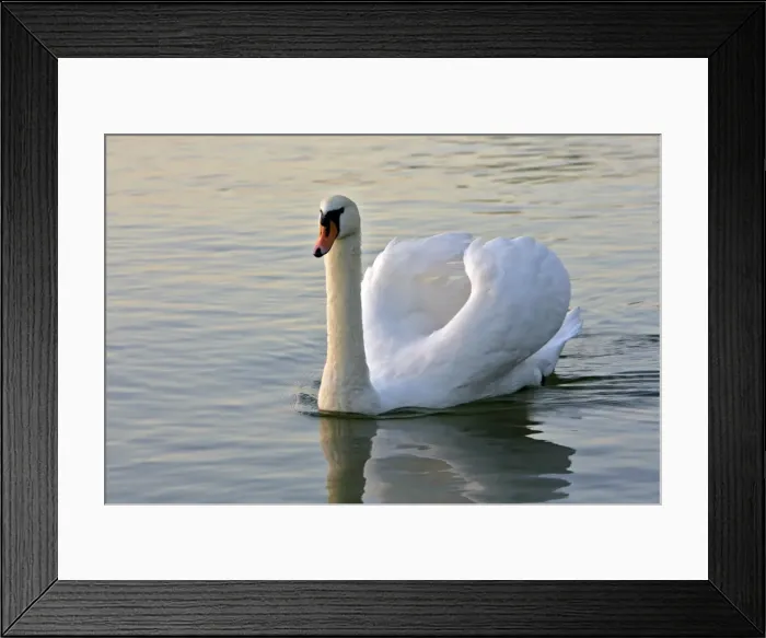 Framed Print : Picture No. 10870431 Framed Print : Picture No. 10870431