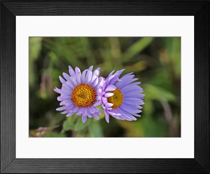 Framed Print : Picture No. 10870440 Framed Print : Picture No. 10870440