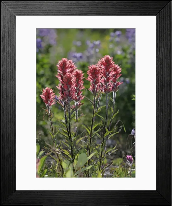 Framed Print : Picture No. 10870439