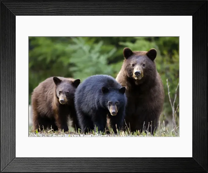 Framed Print : Picture No. 10870442 Framed Print : Picture No. 10870442