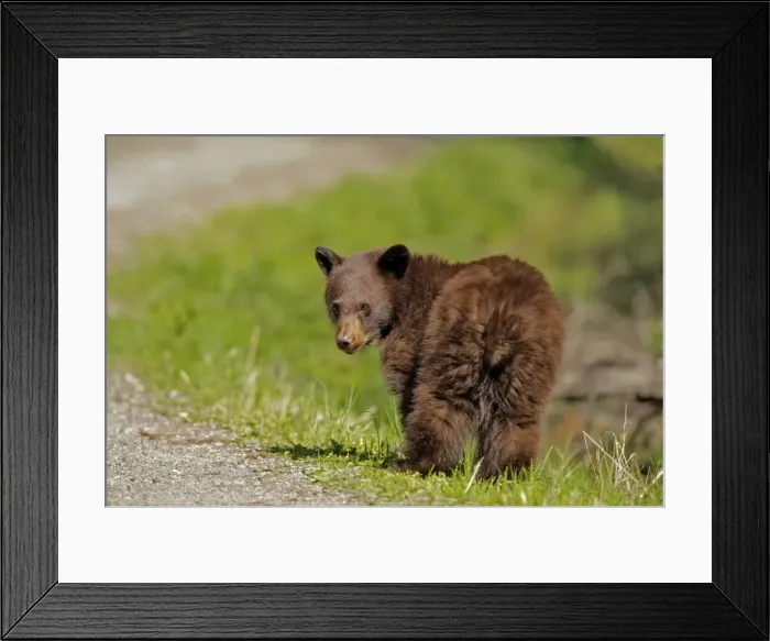 Framed Print : Picture No. 10870437 Framed Print : Picture No. 10870437