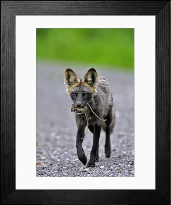 Framed Print : Picture No. 10870443