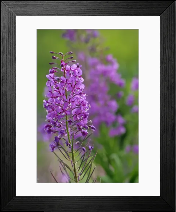 Framed Print : Picture No. 10870441 Framed Print : Picture No. 10870441
