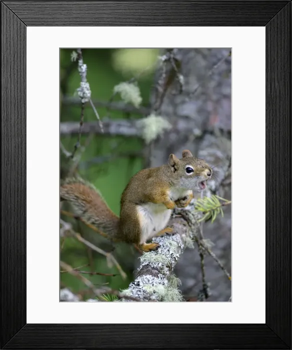 Framed Print : Picture No. 10870447 Framed Print : Picture No. 10870447