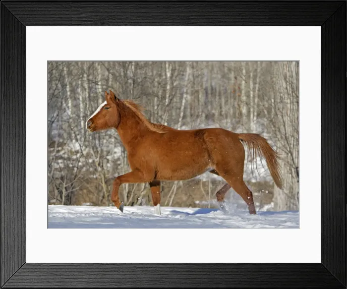 Framed Print : Picture No. 10870448
