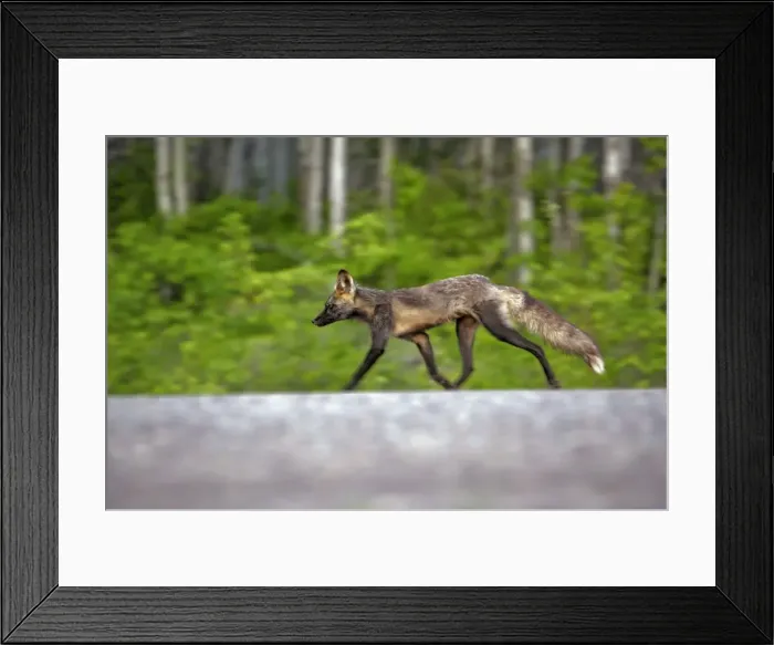Framed Print : Picture No. 10870444