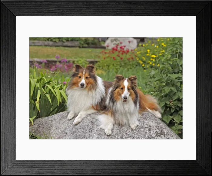 Framed Print : Picture No. 10870453 Framed Print : Picture No. 10870453
